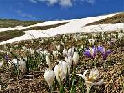 15 Bianchi fiori di Crocus vernus (Zafferano maggiore) crescono appena la neve si scioglie